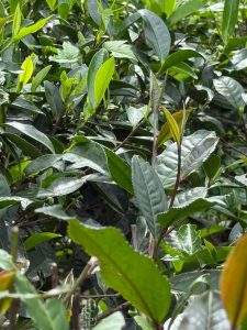 Ceylon Tea bush which gives white tea